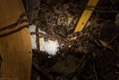 Cryptophasa flavolineata