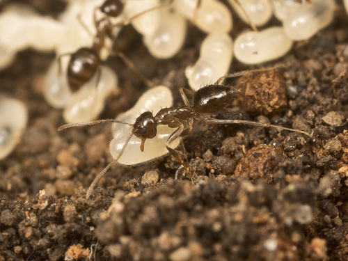 Nylanderia glabriorNylanderia glabrior