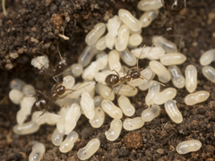 Nylanderia glabrior