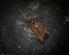 Glyphidoptera insignana