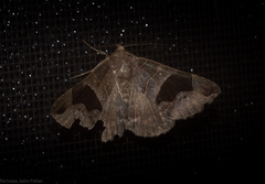 Bastilla solomonensis