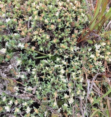 Pimelea oreophila lepta