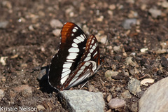 Limenitis weidemeyerii × lorquini