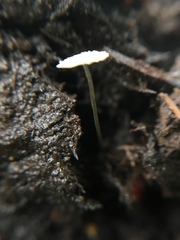 Coprinopsis stercorea image