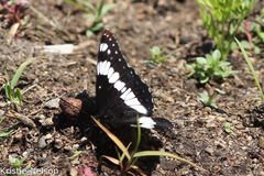 Limenitis weidemeyerii × lorquini