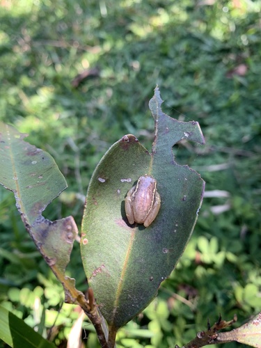 Betsileo Reed Frog, Heterixalus betsileo