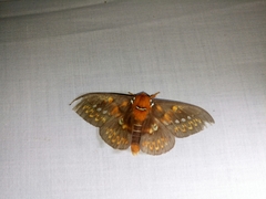 Procitheronia fenestrata