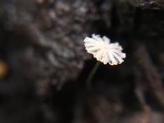 Coprinopsis stercorea image