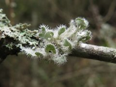 Heterodermia sorediosa