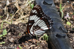 Limenitis weidemeyerii × lorquini