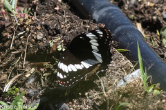 Limenitis weidemeyerii × lorquini