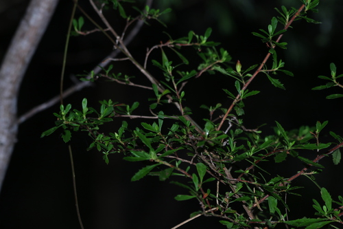 Image of Hibbertia diffusa by (c) Greg Tasney, some rights reserved (CC BY-SA)