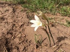 Cyrtanthus loddigesianus