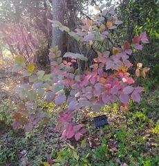 Cornus florida urbiniana