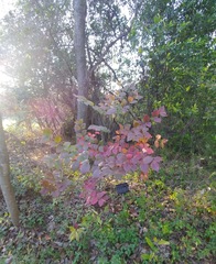 Cornus florida urbiniana
