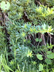 Myoporum parvifolium