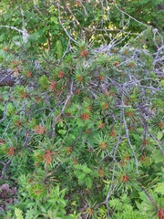 Pinus banksiana image