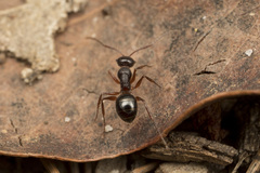 Melophorus hirsutus