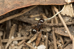 Melophorus hirsutus