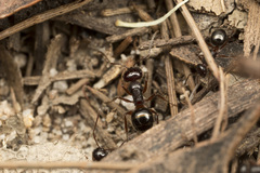 Melophorus hirsutus