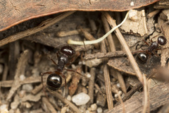 Melophorus hirsutus