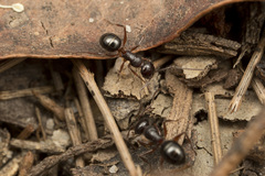 Melophorus hirsutus