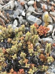 Travers' Rice Flower (Pimelea traversii)