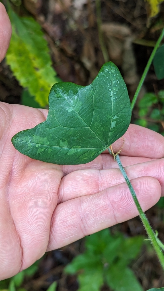 yellow passionflower from Takoma Park, MD 20901, USA on June