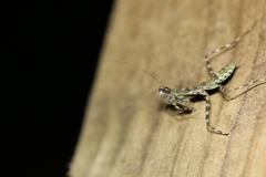 Liturgusidae