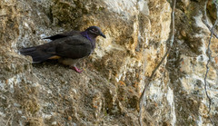 Phapitreron amethystinus