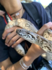 Dumeril's Boa photo 5