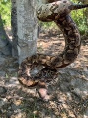 Dumeril's Boa photo 4