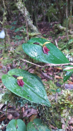Pleurothallis linguifera, photograph 1