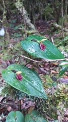 Pleurothallis linguifera