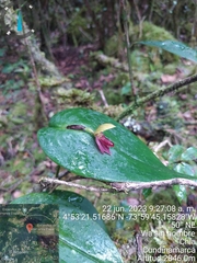 Pleurothallis linguifera, photograph (c) Carlos Torrente, some rights reserved (CC BY)