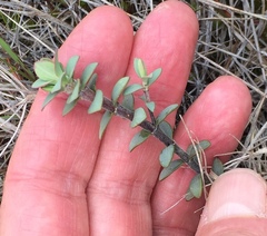 Veronica pimeleoides