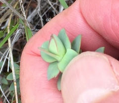 Veronica pimeleoides