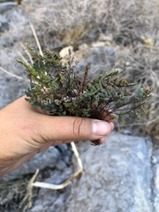 Argyrochosma jonesii