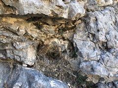 Argyrochosma jonesii