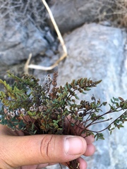 Argyrochosma jonesii