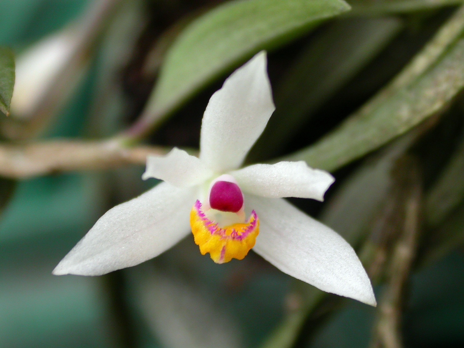 Loefgrenianthus