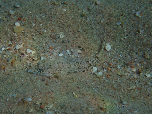 Indian Ocean fold dragonet (Diplogrammus infulatus) — Callionymidae — 4