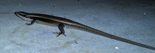 Eutropis carinata