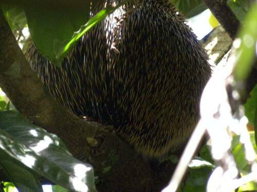 Short-tailed Porcupine
