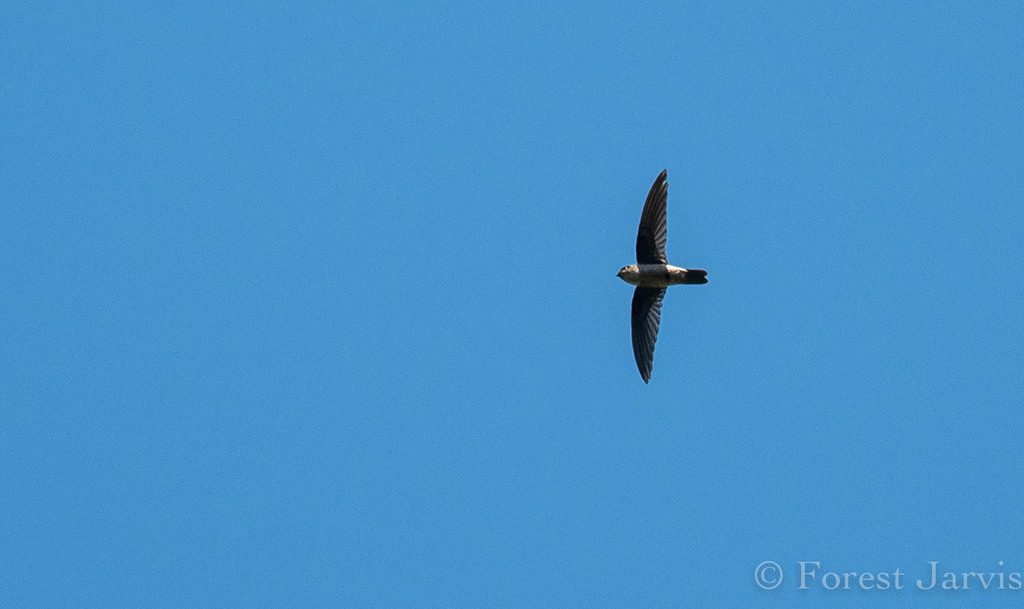 Ameline Swiftlet (Aerodramus amelis) photo