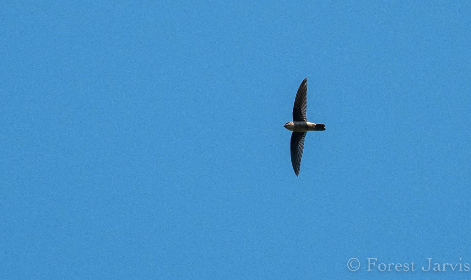 Ameline Swiftlet (Aerodramus amelis), photo 2