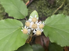 Pericallis appendiculata image