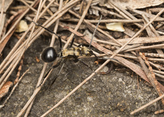 Polyrhachis semiaurata