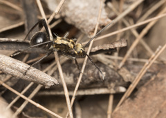 Polyrhachis semiaurata