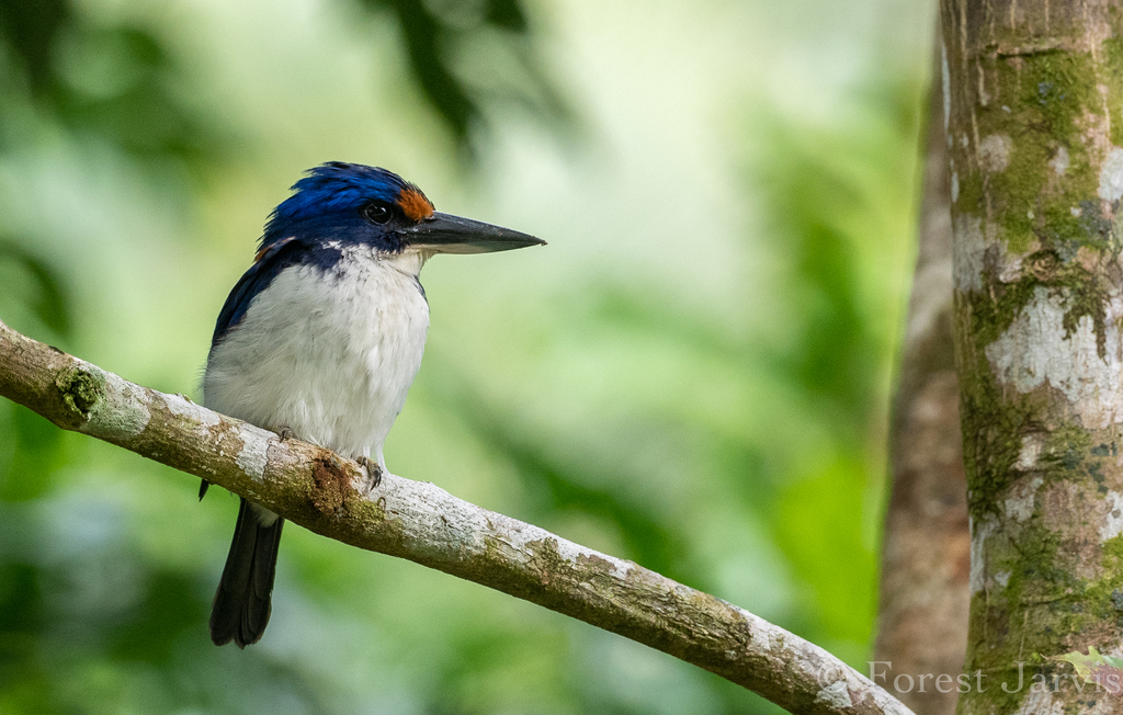 Rufous-lored Kingfisher photo